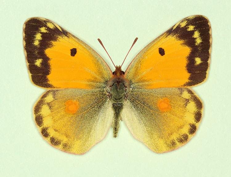 Colias croceus female (aberrant form radiata) (Internet Image property of respective owner, non-commercial use only)